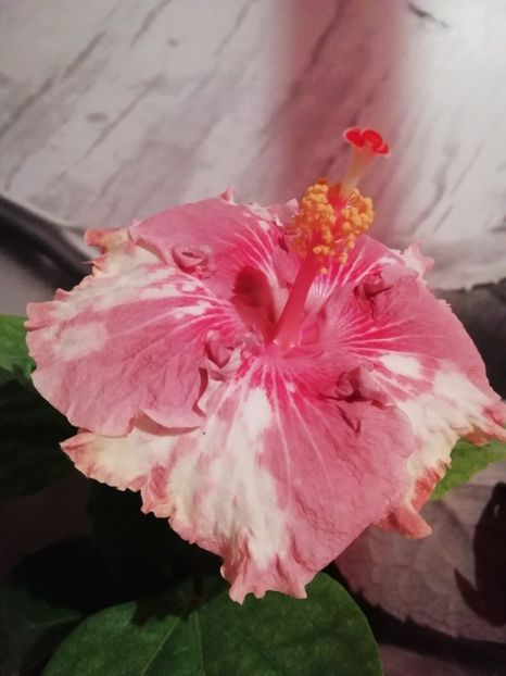  - Asia Rosette Nebula - l-am pierdut