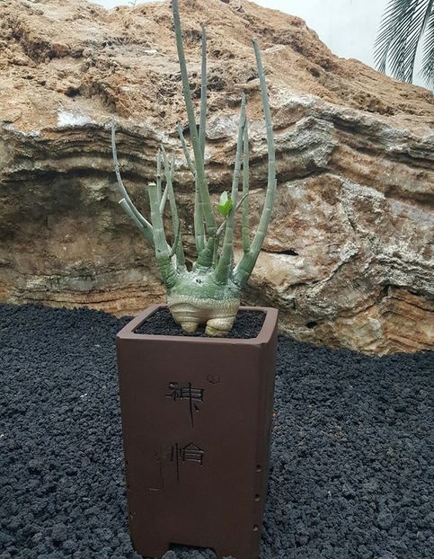 Adenia pechuelii - Vase - aranjamente - accesorii