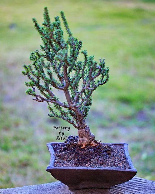 Kitoi: Ceraria namaquensis - Vase - aranjamente - accesorii