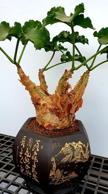 Chypostemma uter - Vase - aranjamente - accesorii