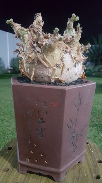 Chypostemma uter - Vase - aranjamente - accesorii