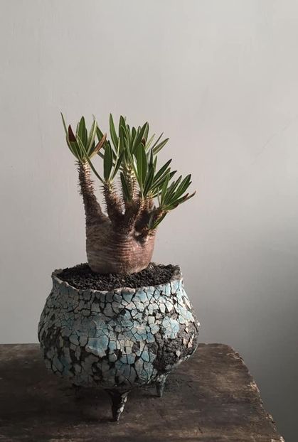 Pachypodium inopinatum - Vase - aranjamente - accesorii