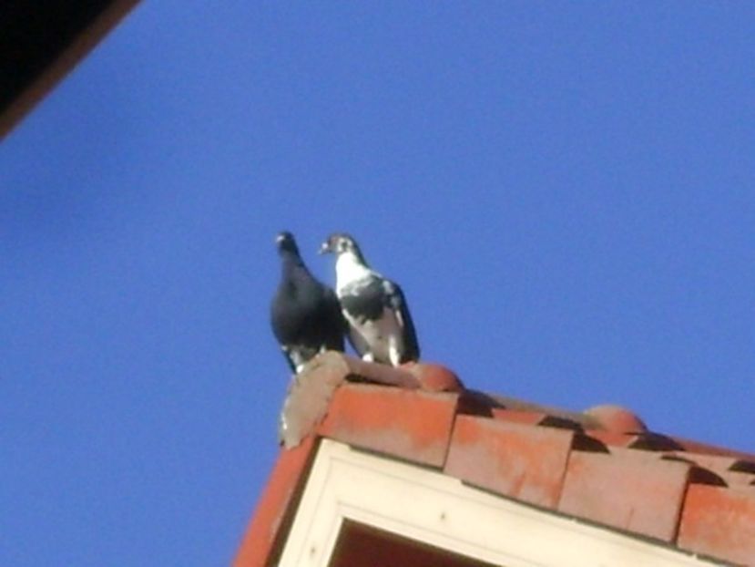 Porumbei amorezati - Toamna 2018-2019