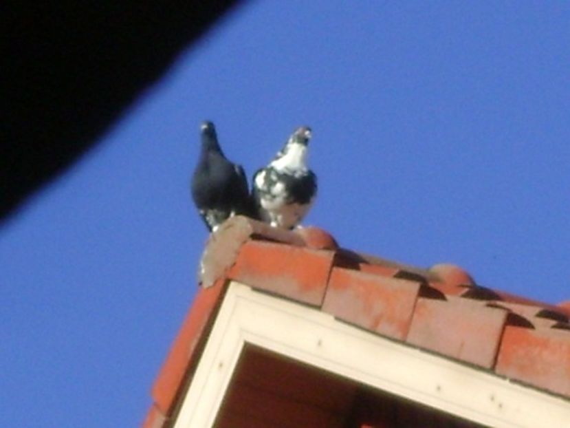 Porumbei amorezati - Toamna 2018-2019