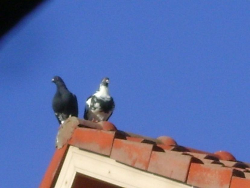 Porumbei amorezati - Toamna 2018-2019