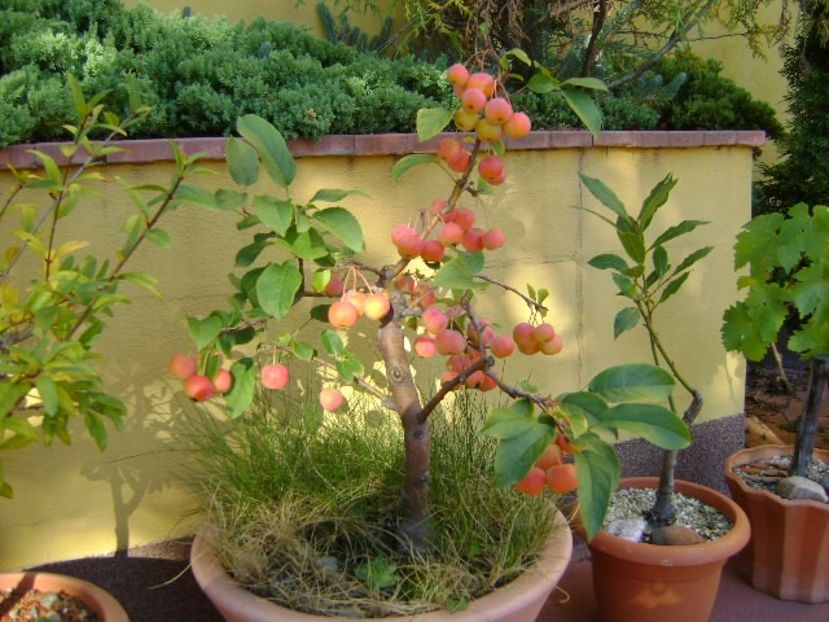 Mar decorativ - Toamna 2018-2019