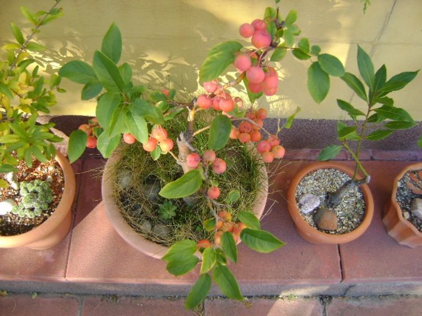 Mar decorativ - Toamna 2018-2019