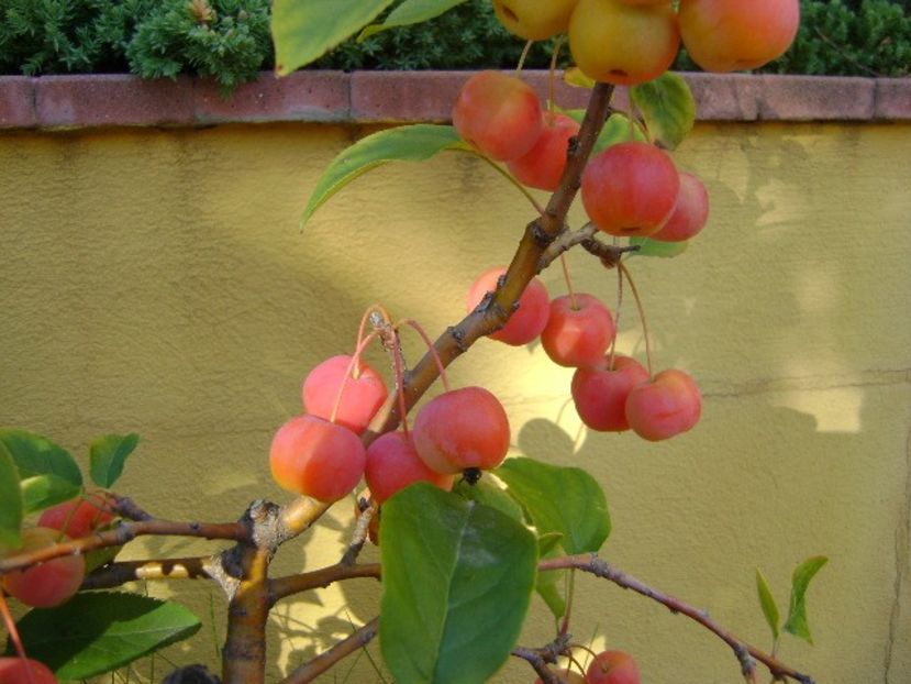 Mar decorativ - Toamna 2018-2019