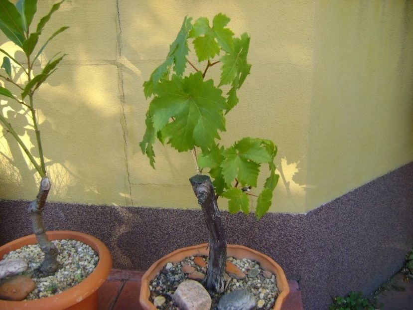 Vita de vie, bonsai - Toamna 2018-2019