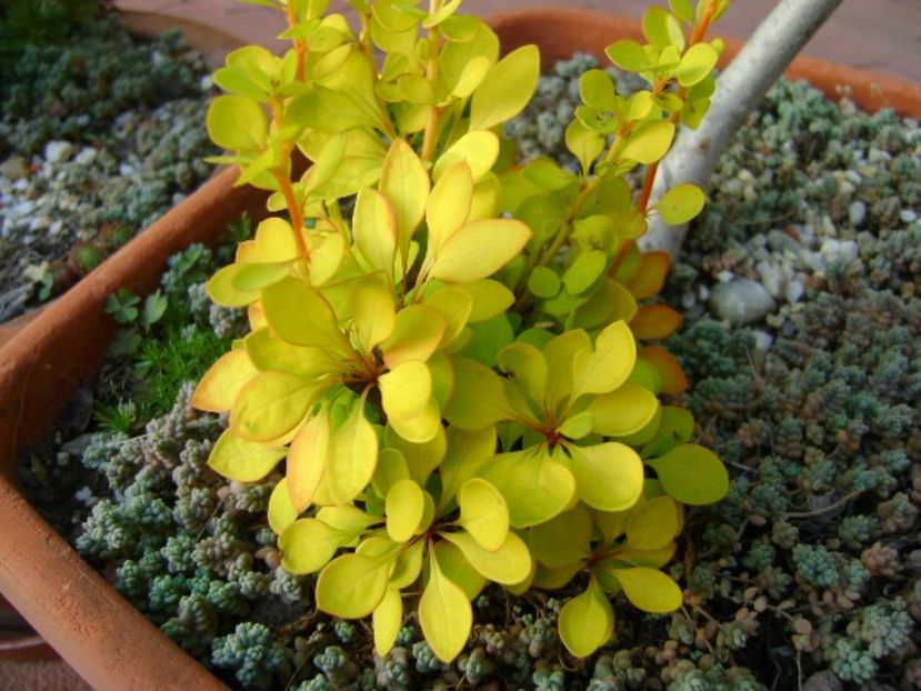 Forme si culori in octombrie - Toamna 2018-2019