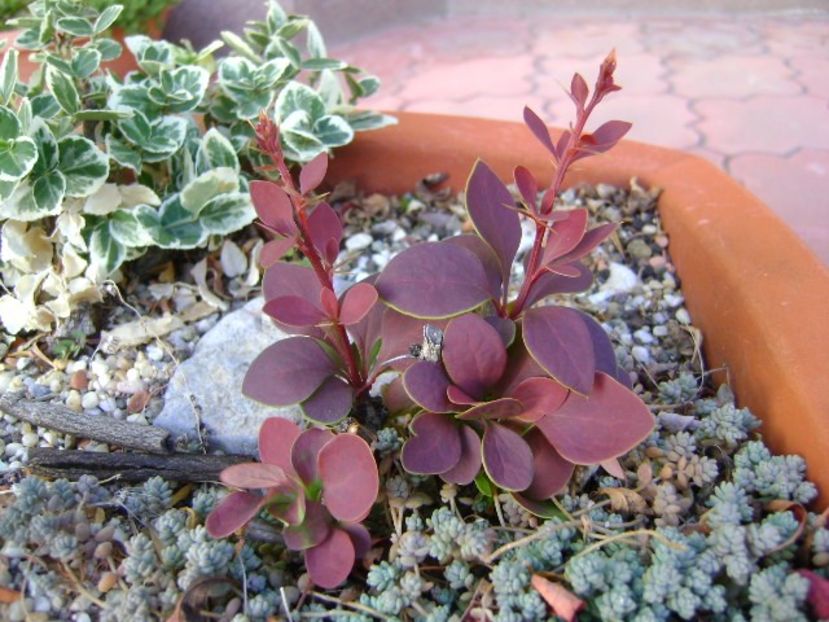 Forme si culori in octombrie - Toamna 2018-2019