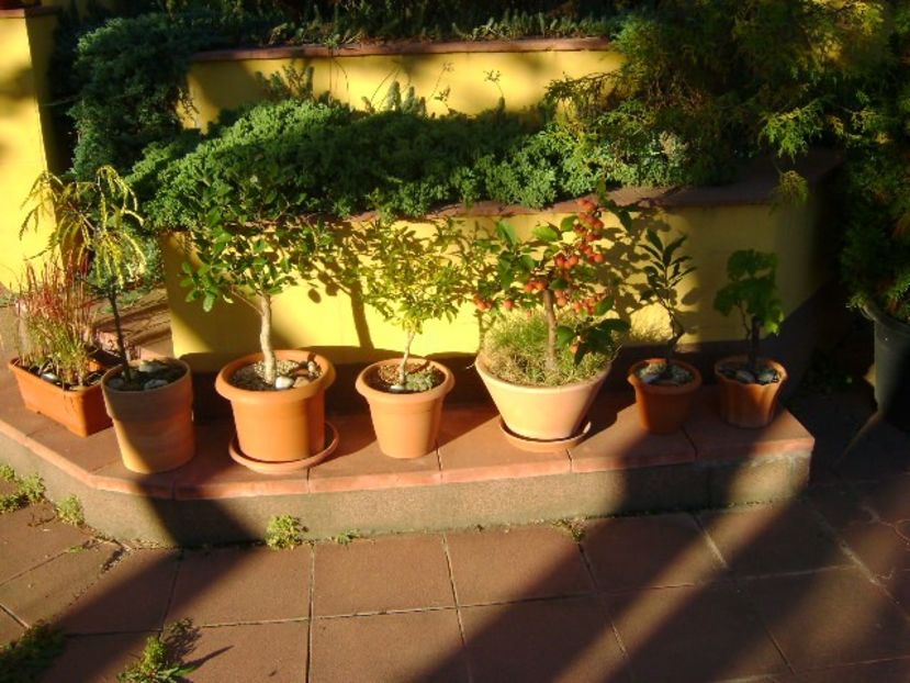 Copacei in octombrie - Bonsai si prebonsai 2018-2020