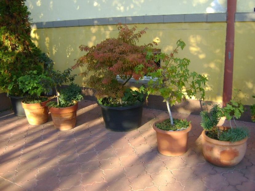 Copacei in octombrie - Bonsai si prebonsai 2018-2020
