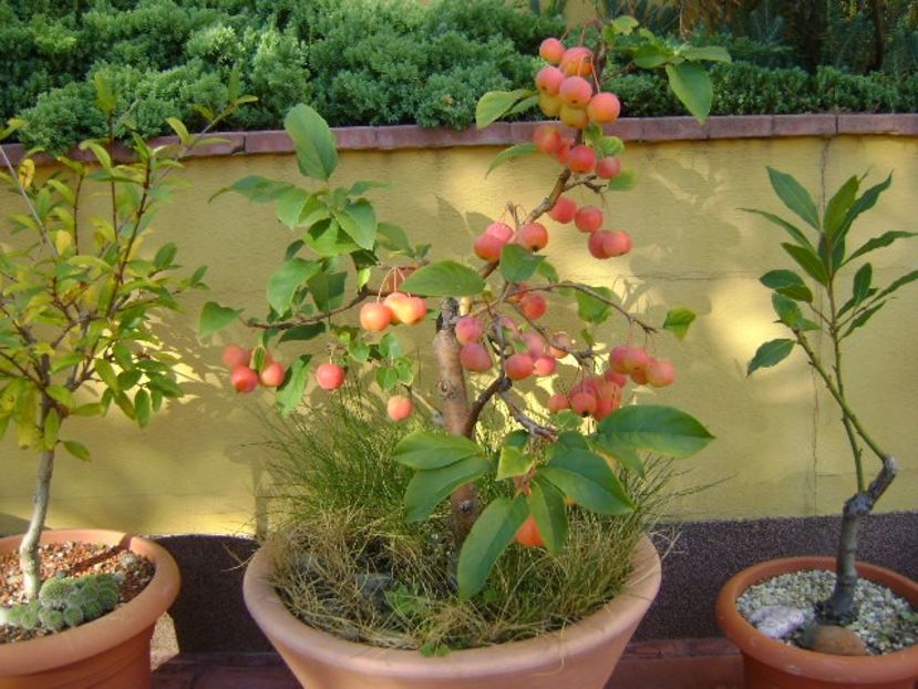 Mar decorativ (Malus x robusta ”Red Sentinel”) - Bonsai si prebonsai 2018-2020