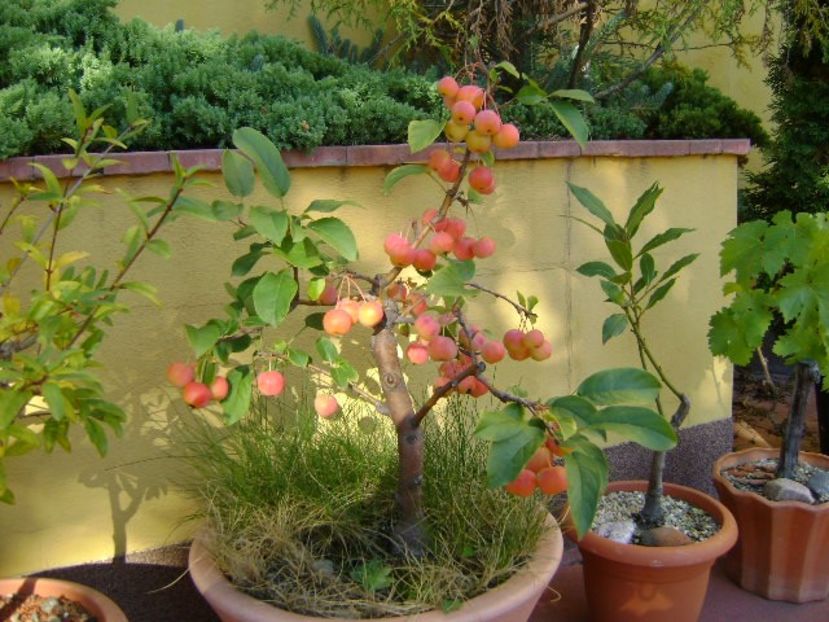 Mar decorativ (Malus x robusta ”Red Sentinel”) - Bonsai si prebonsai 2018-2020