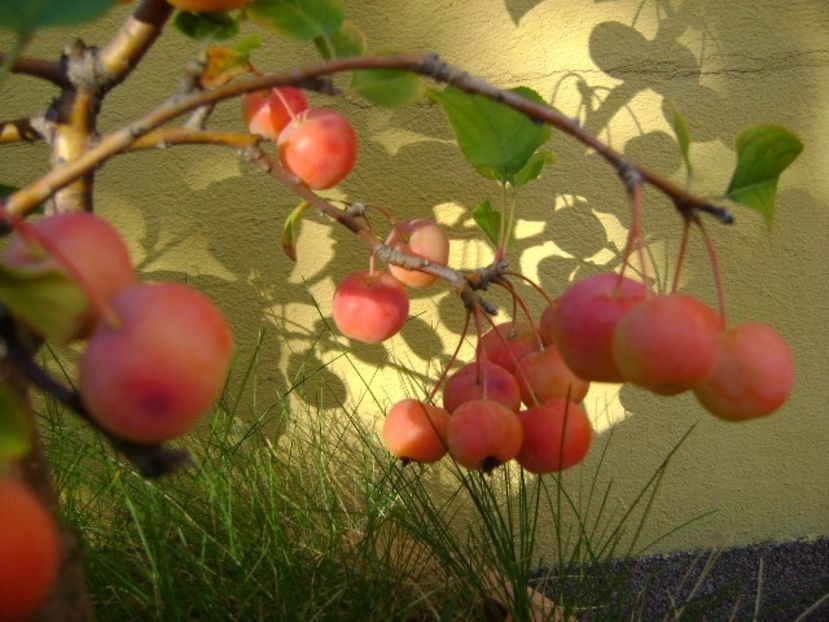 Mar decorativ (Malus x robusta ”Red Sentinel”) - Bonsai si prebonsai 2018-2020
