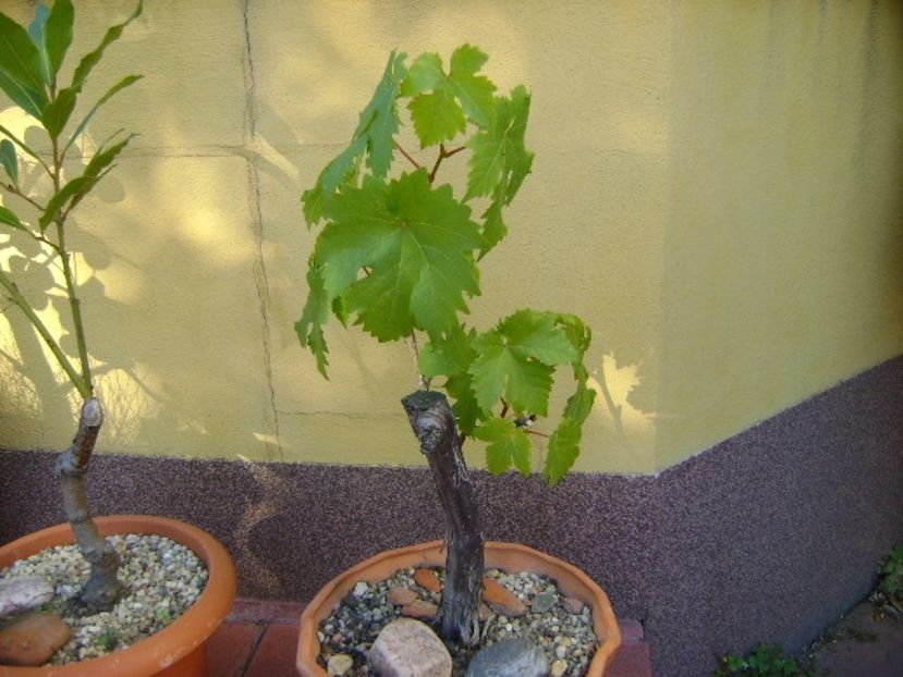 Vita de vie - Bonsai si prebonsai 2018-2020