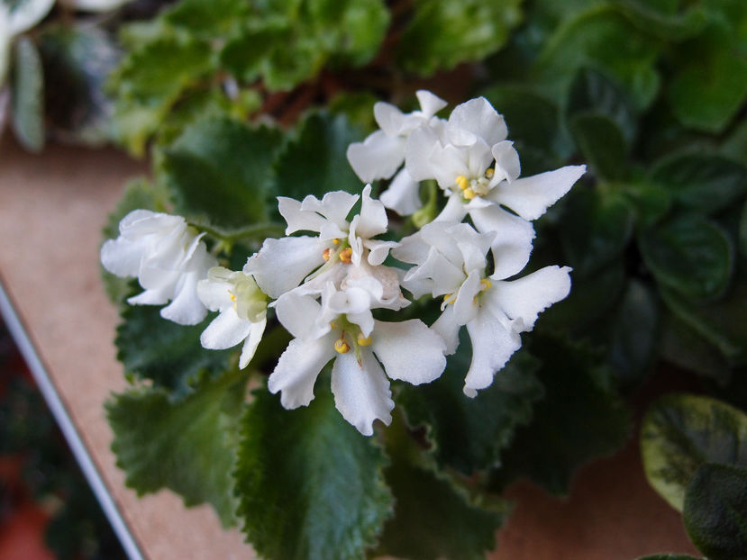 P6152994 - Wizards Prankster