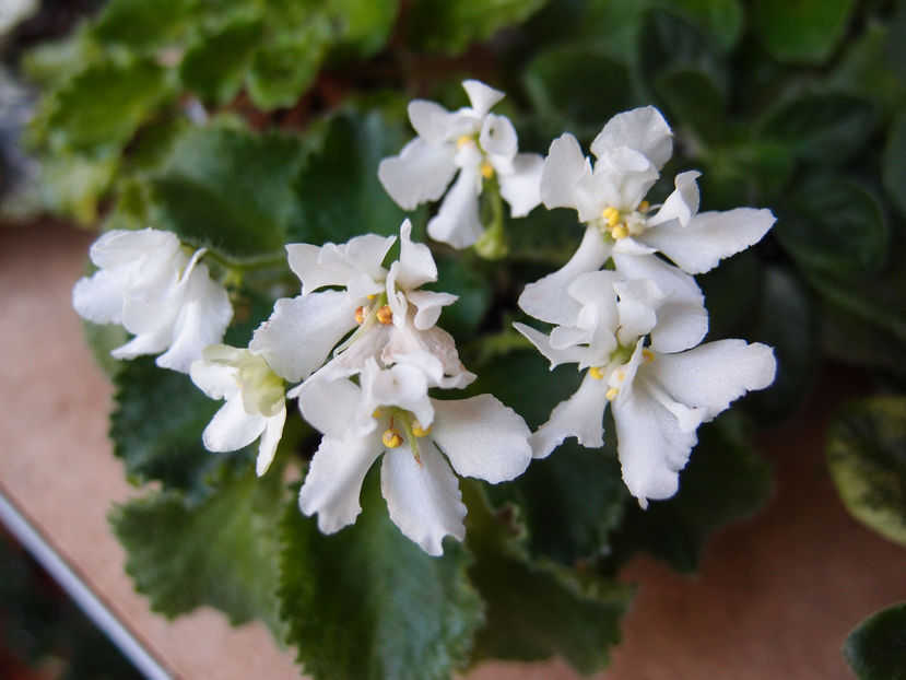 P6152997 - Wizards Prankster