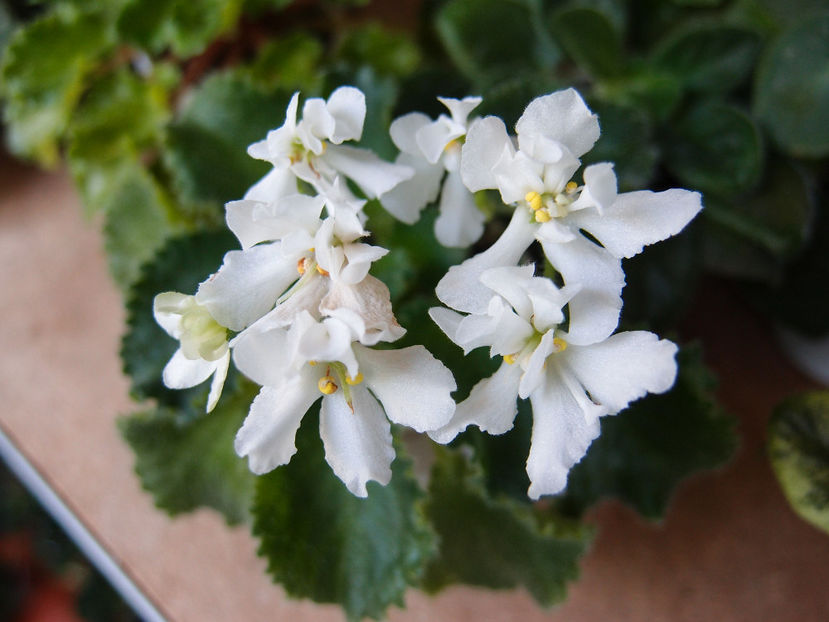 P6153021 - Wizards Prankster