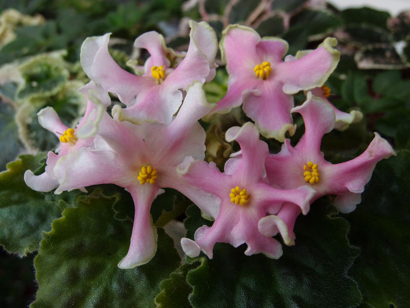 P5115912 - RM Pink Curls