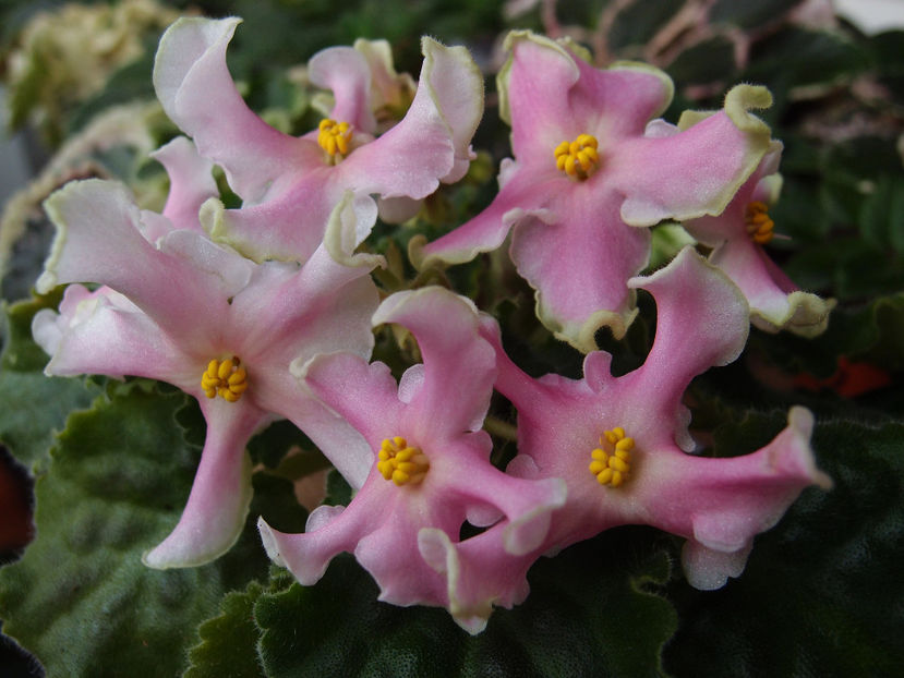 P5115934 - RM Pink Curls