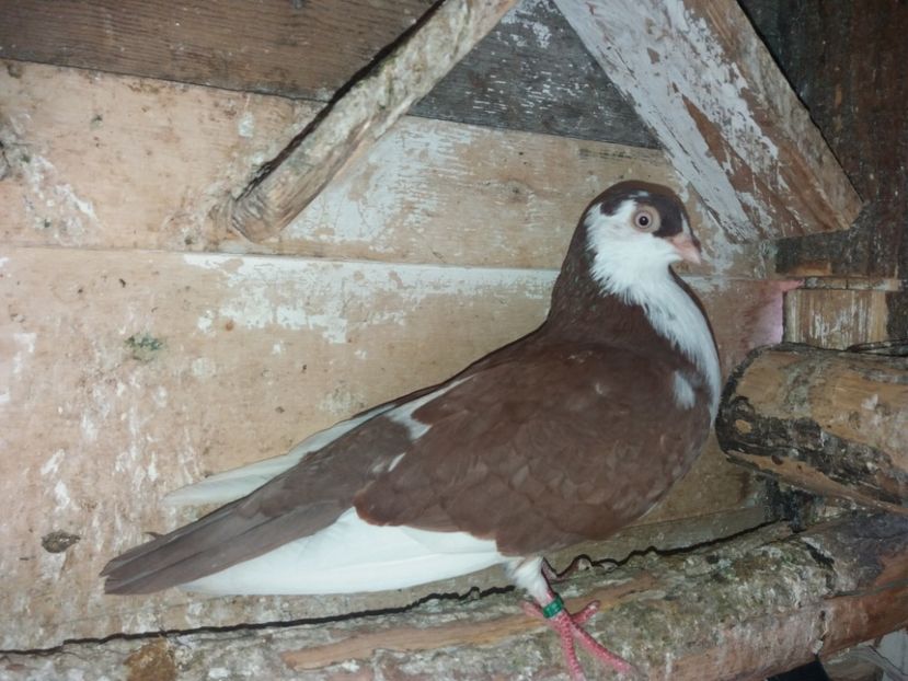 7075  femelă  2019 - Plecați ALBUM 2