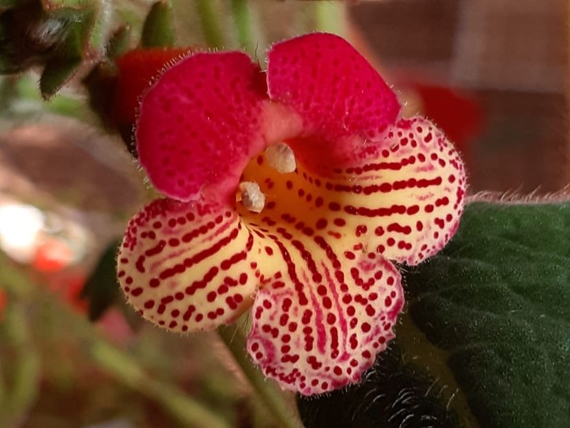 BriD’s Leanna - Achi din semințe BriDs 2019