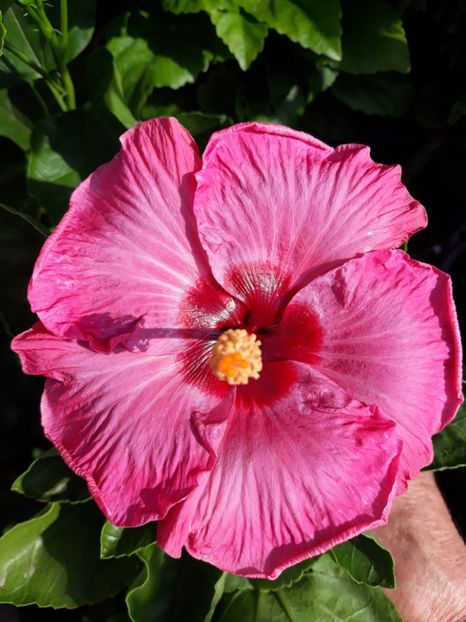  - HIBISCUS MOOREA 2019