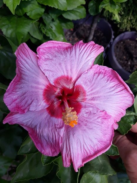 la doua ore  dupa inflorire - HIBISCUS MOOREA 2019