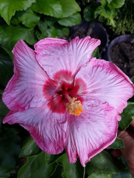  - HIBISCUS MOOREA 2019