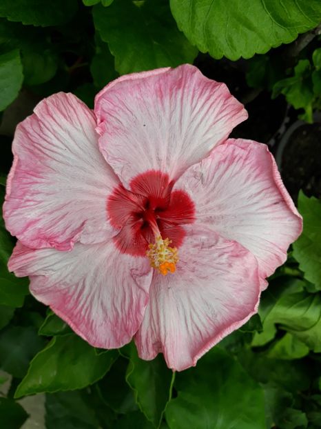 a doua zi - HIBISCUS MOOREA 2019