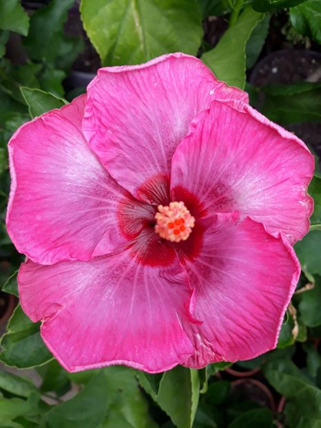 a doua floare - HIBISCUS MOOREA 2019