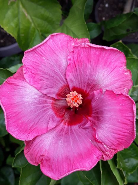  - HIBISCUS MOOREA 2019