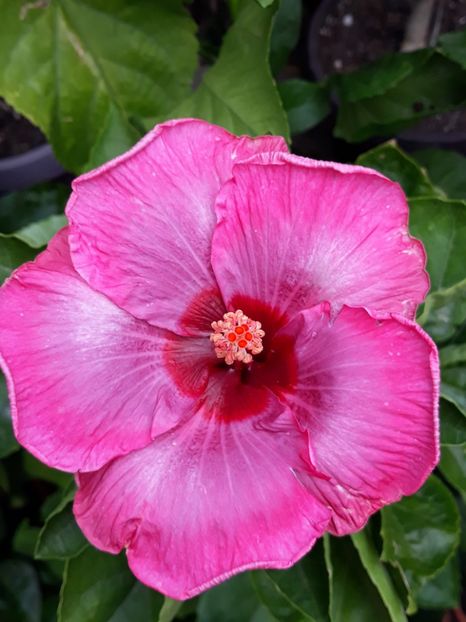  - HIBISCUS MOOREA 2019