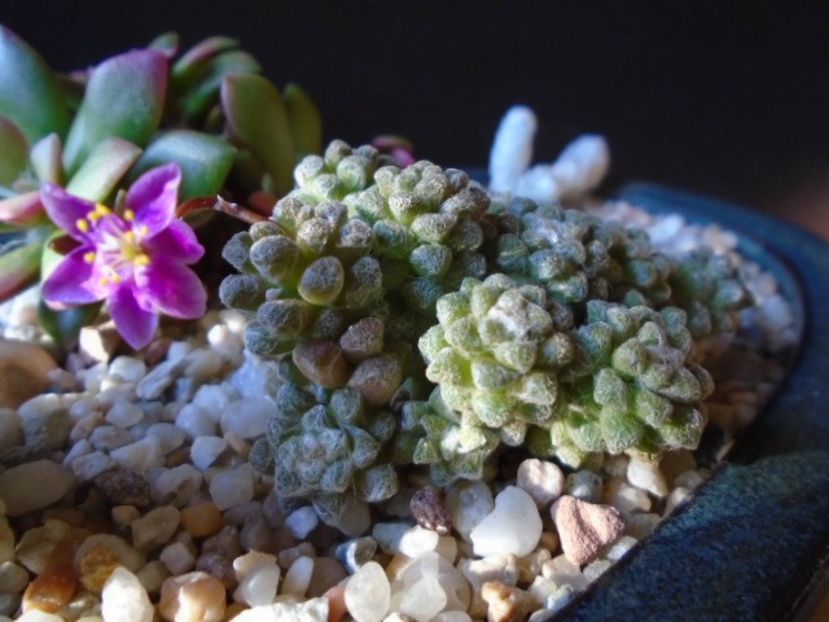 Anacampseros filamentosa ssp. namaquensis - Suculente 2019