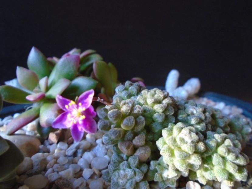 Anacampseros filamentosa ssp. namaquensis - Suculente 2019
