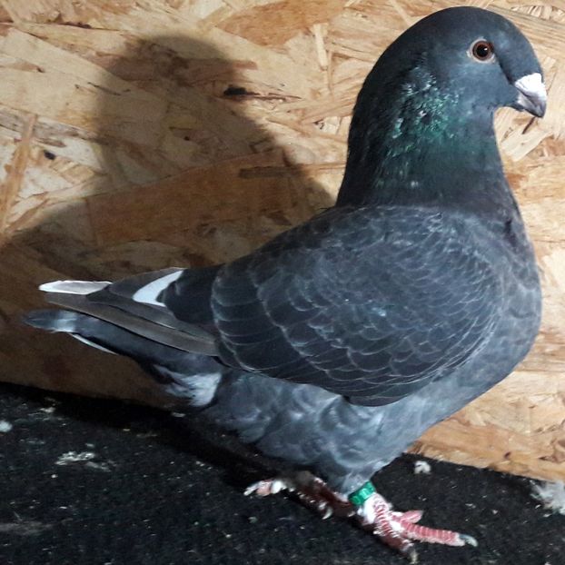  - 3---AGH DAȚI 2019 - 2025