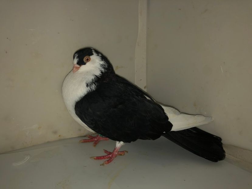 6960  femelă  2019 - Plecați ALBUM 2