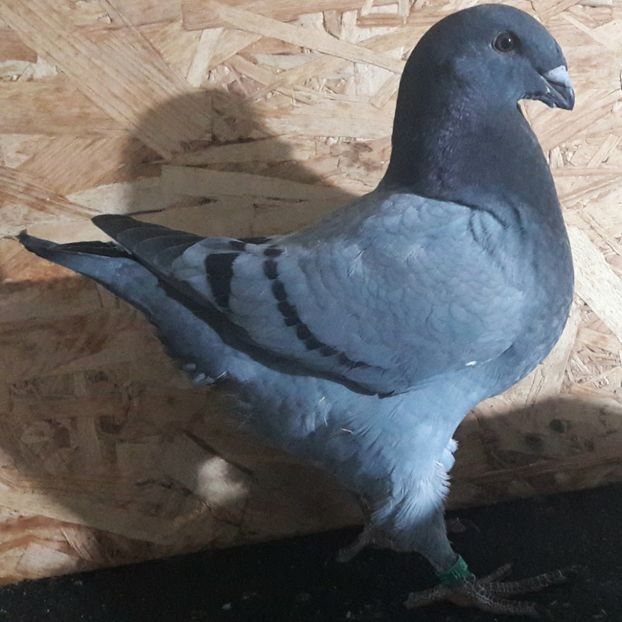  - 3---AGH DAȚI 2019 - 2025