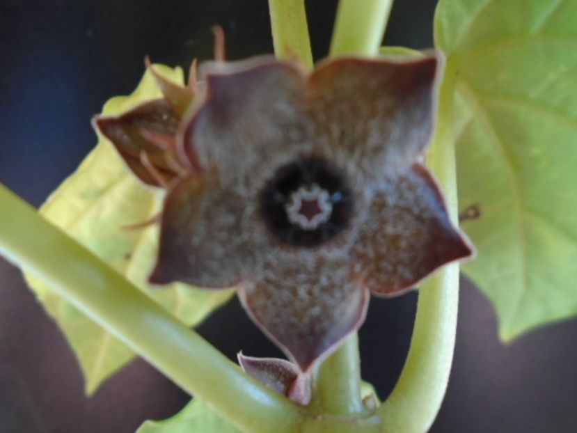Matelea cyclophylla - Caudiciforme si bulbi 2019 bis
