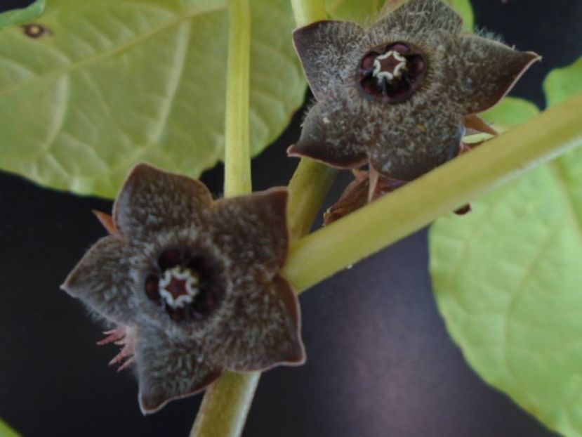 Matelea cyclophylla - Caudiciforme si bulbi 2019 bis
