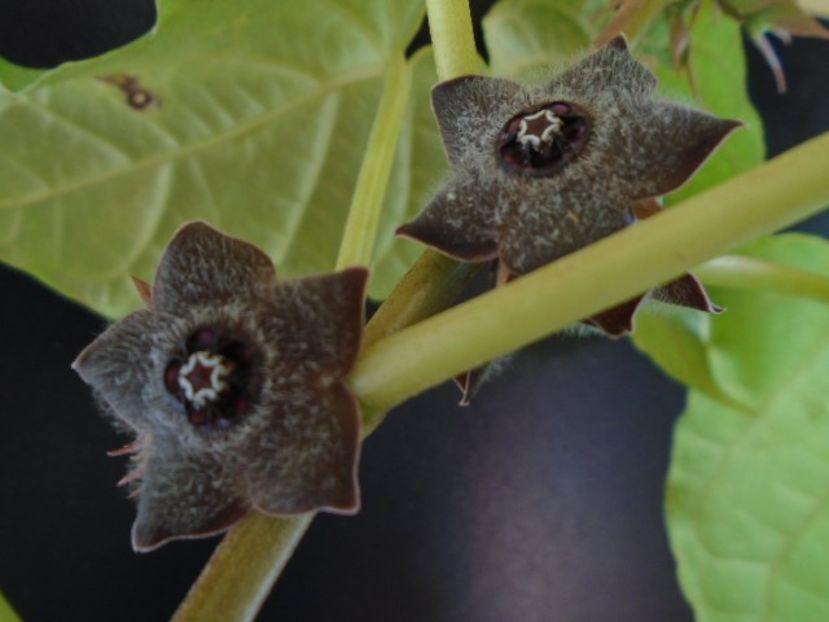 Matelea cyclophylla - Caudiciforme si bulbi 2019 bis