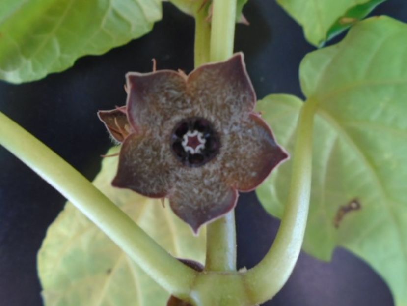 Matelea cyclophylla - Caudiciforme si bulbi 2019 bis