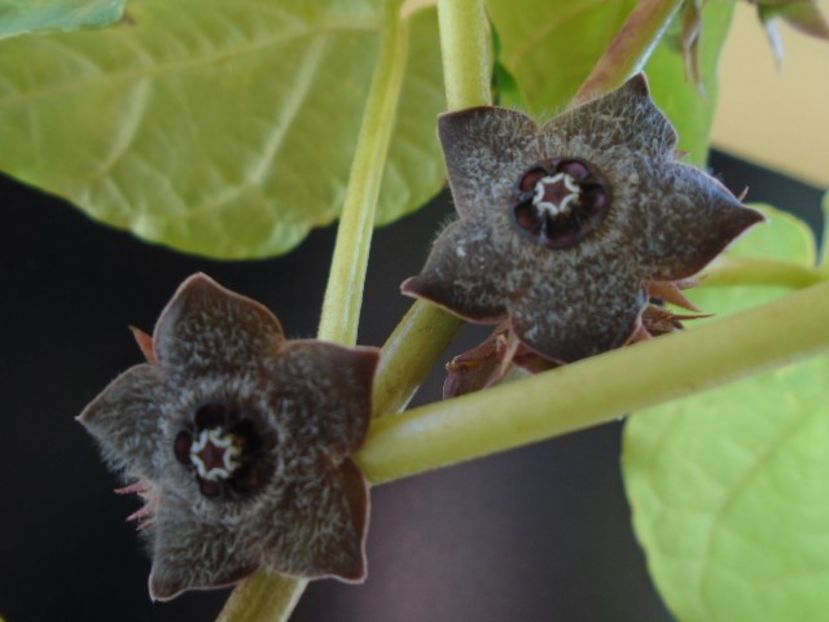 Matelea cyclophylla - Caudiciforme si bulbi 2019 bis