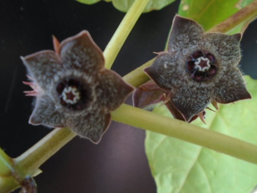 Matelea cyclophylla - Caudiciforme si bulbi 2019 bis