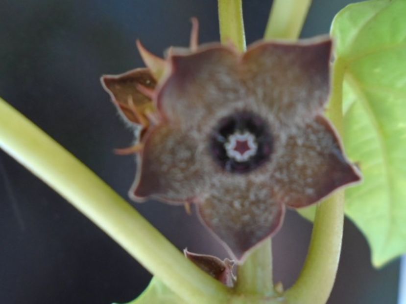 Matelea cyclophylla - Caudiciforme si bulbi 2019 bis