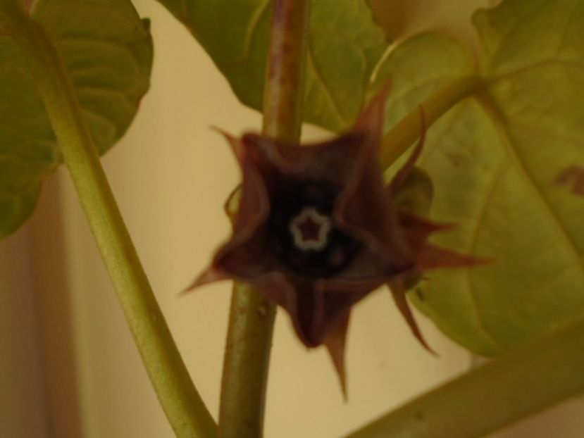 Matelea cyclophylla - Caudiciforme si bulbi 2019 bis