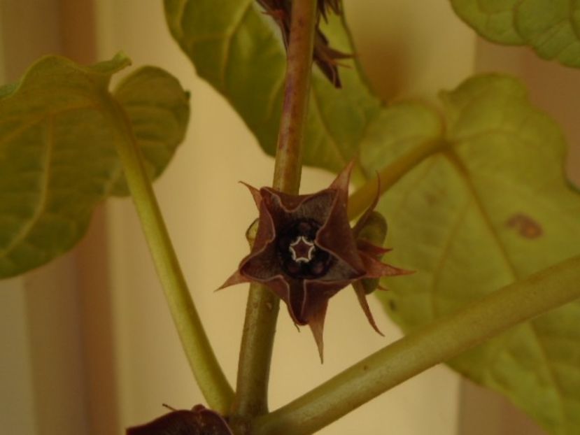 Matelea cyclophylla - Caudiciforme si bulbi 2019 bis