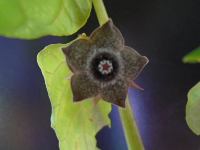 Matelea cyclophylla - Caudiciforme si bulbi 2019 bis